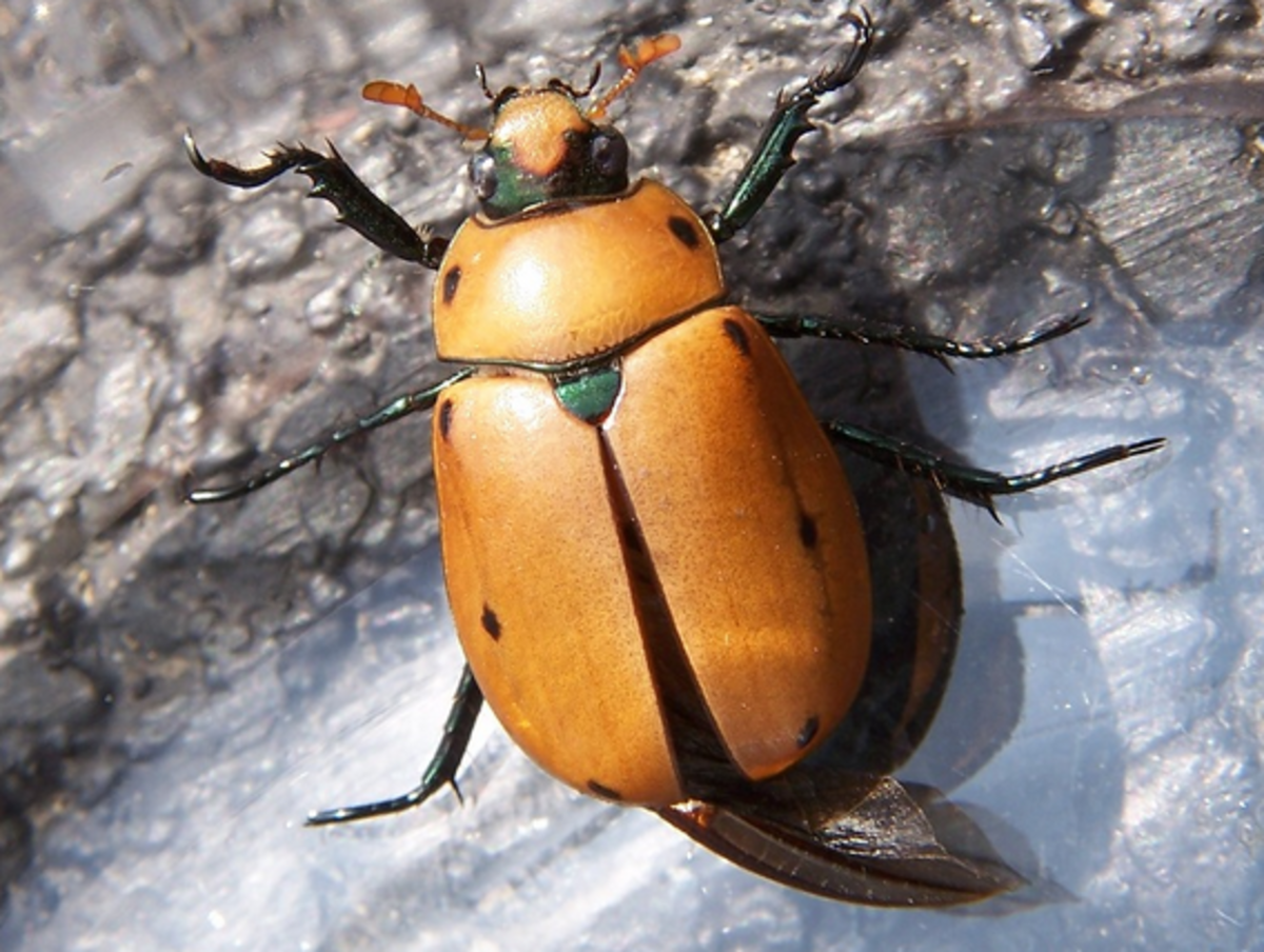 Pest Watch: Carpet Beetles  Gardening in Orange County New York
