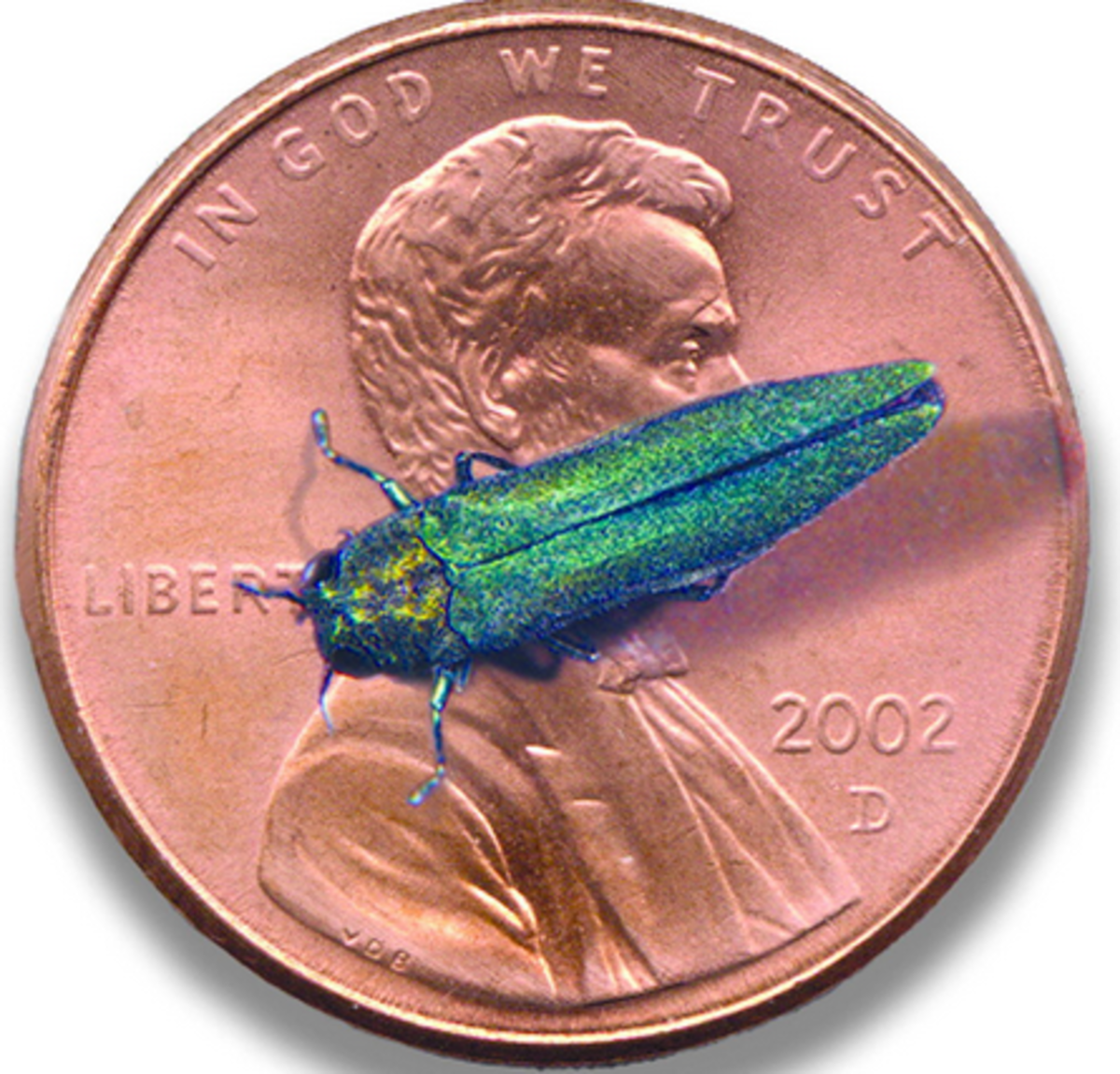 beetle-identification
