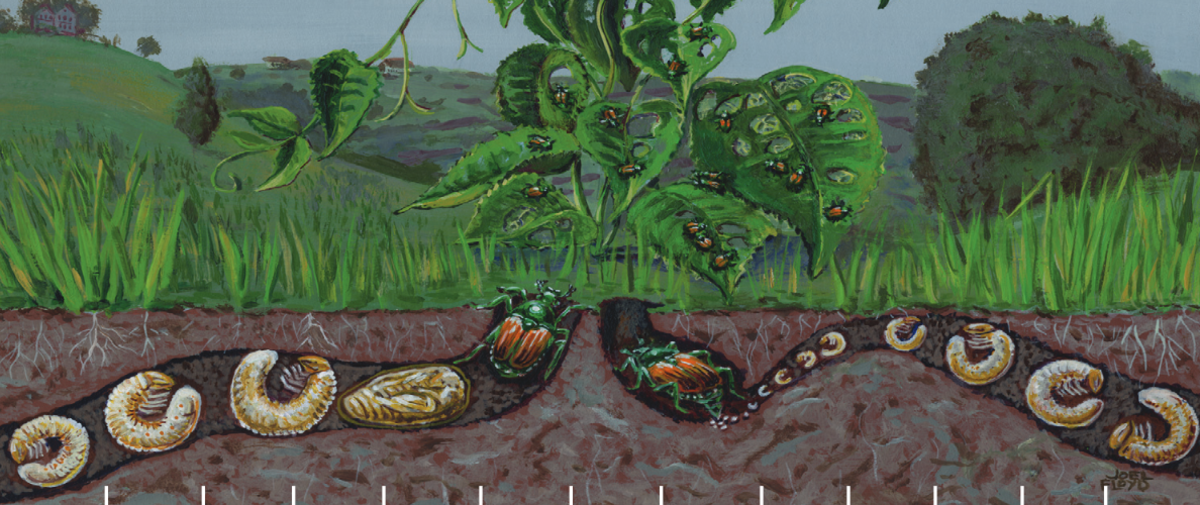 japanese beetle life cycle chart