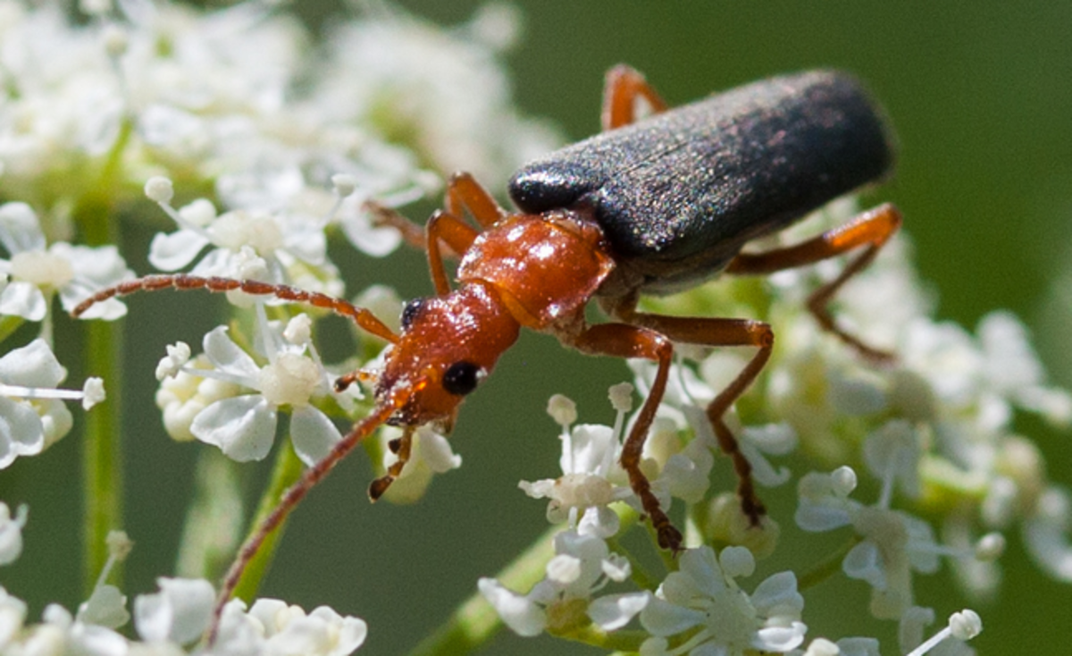 Beetle Identification: A Guide To Common Species (With Photos) - Owlcation