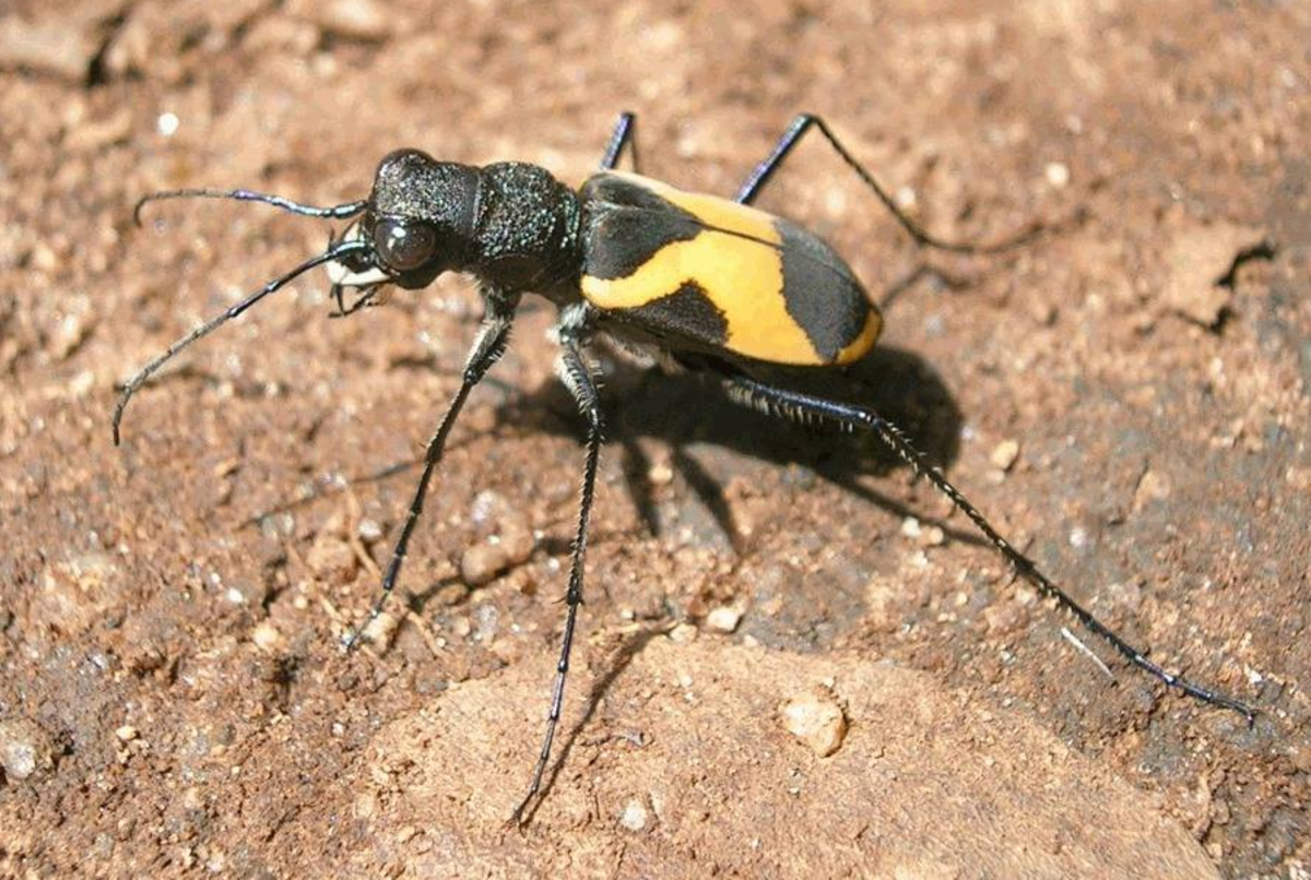 Typical Tiger Beetle