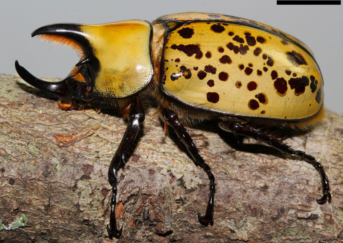 The eastern Hercules beetle is a kind of rhinoceros beetle found in the United States