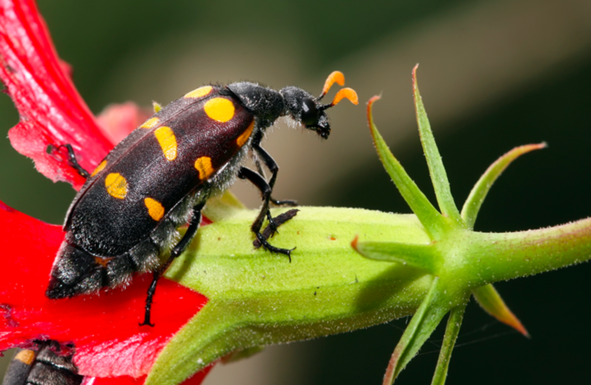 The beautiful spotted blister beetle