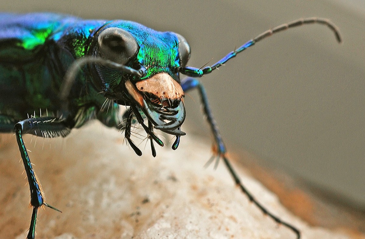 A beautiful tiger beetle up close