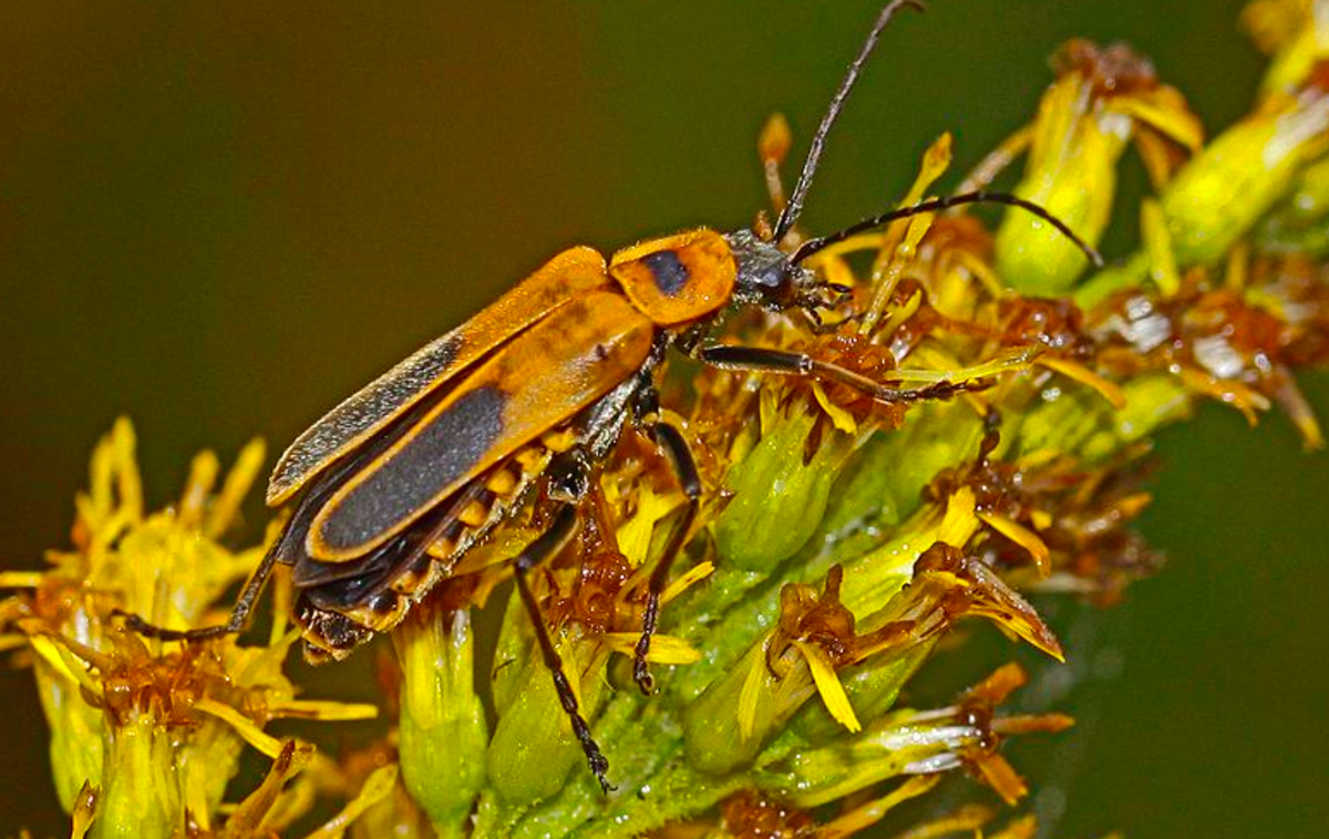 beetle-identification