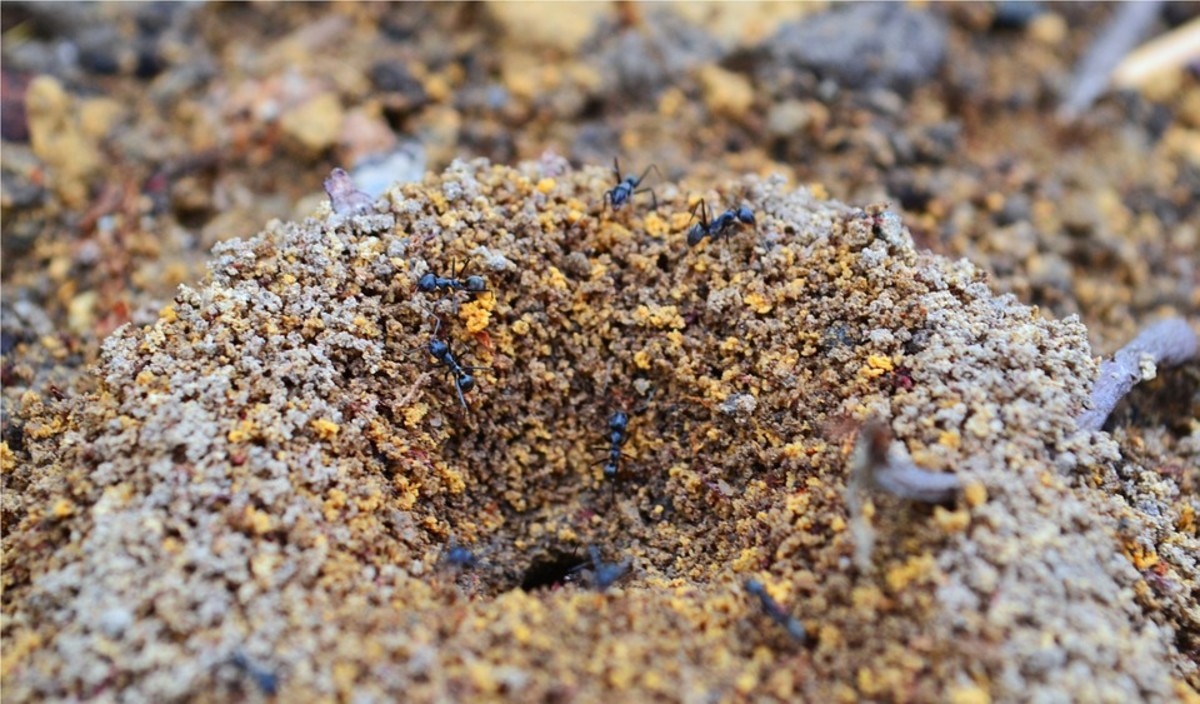 What happens to the ant colony when the queen dies?