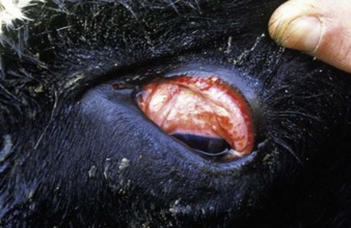Conjunctivitis in a calf with IBR.