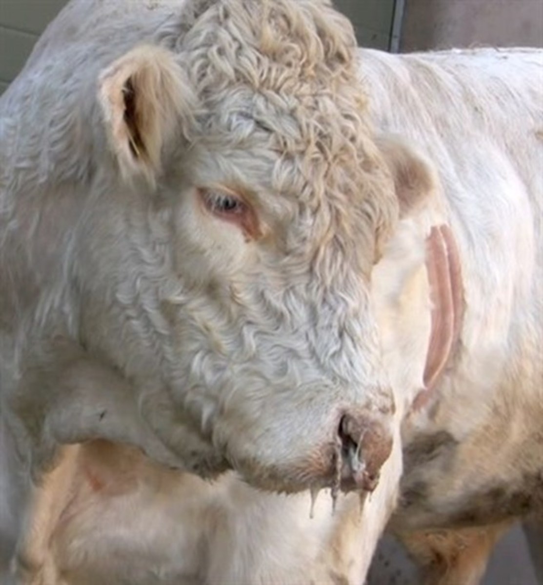 Respiratory symptoms in a Charolais bull with suspected IBR