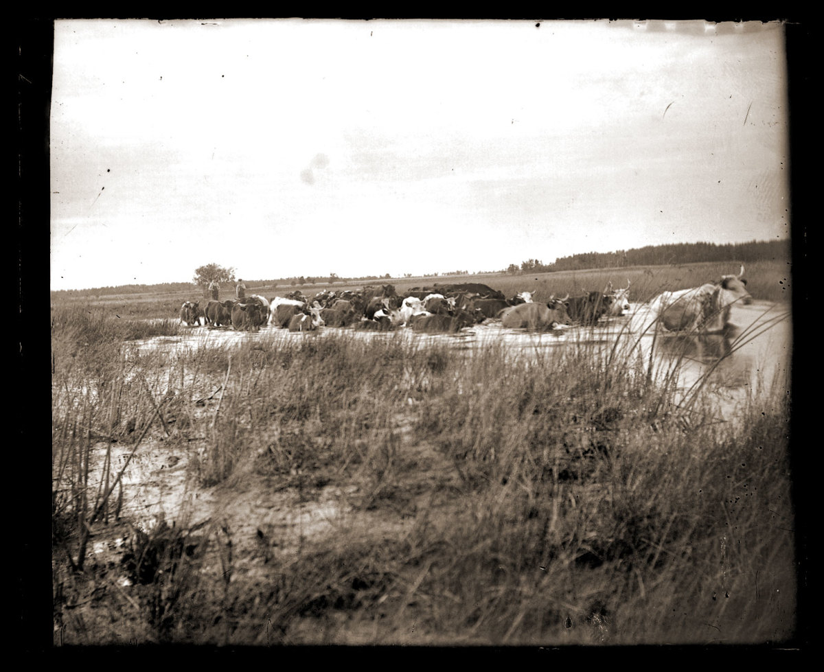 Cattle drive (1913). Photo by William Creswell, USA