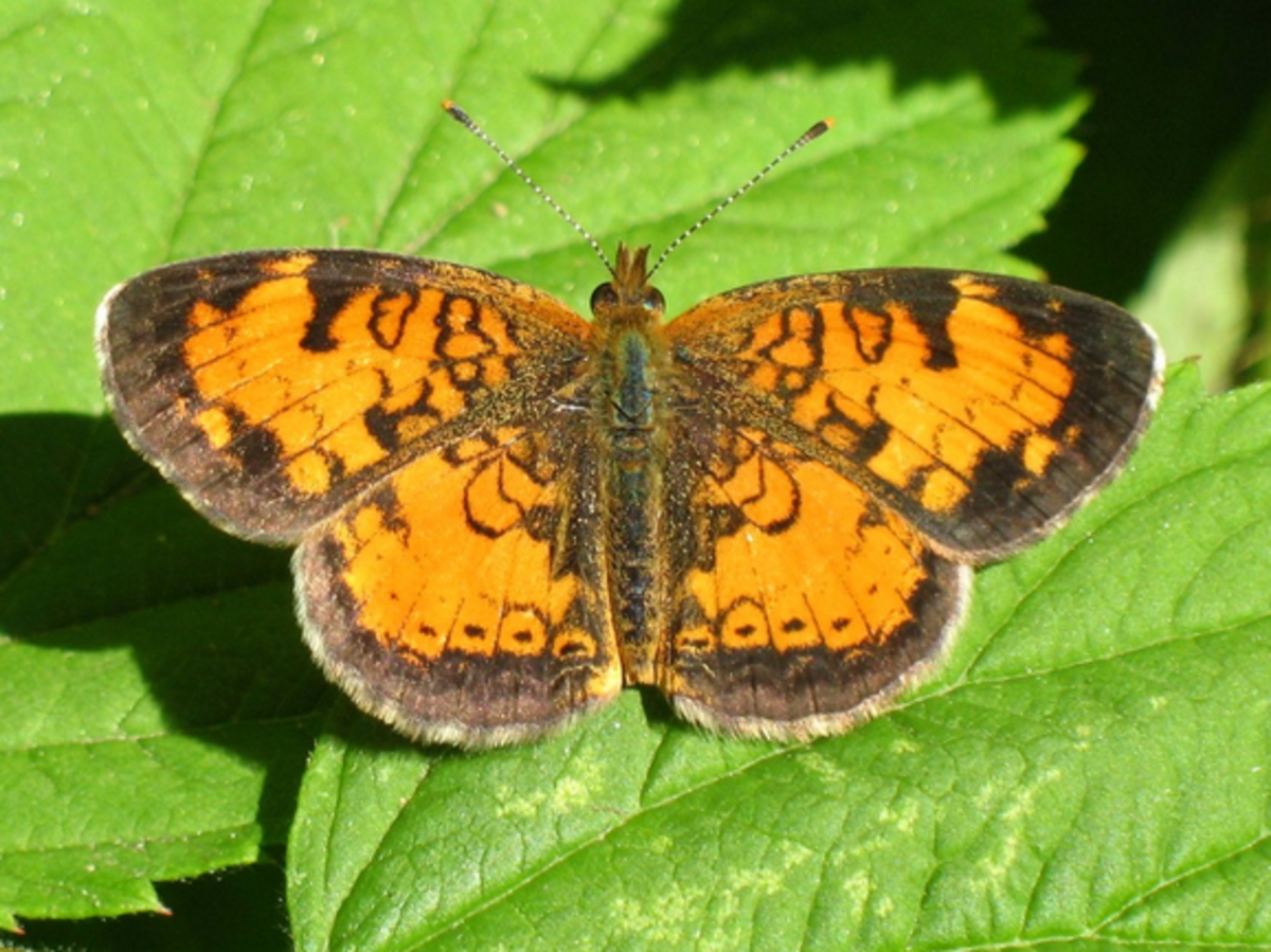 orange-butterfly-identification