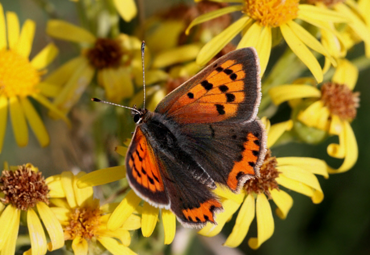 orange-butterfly-identification