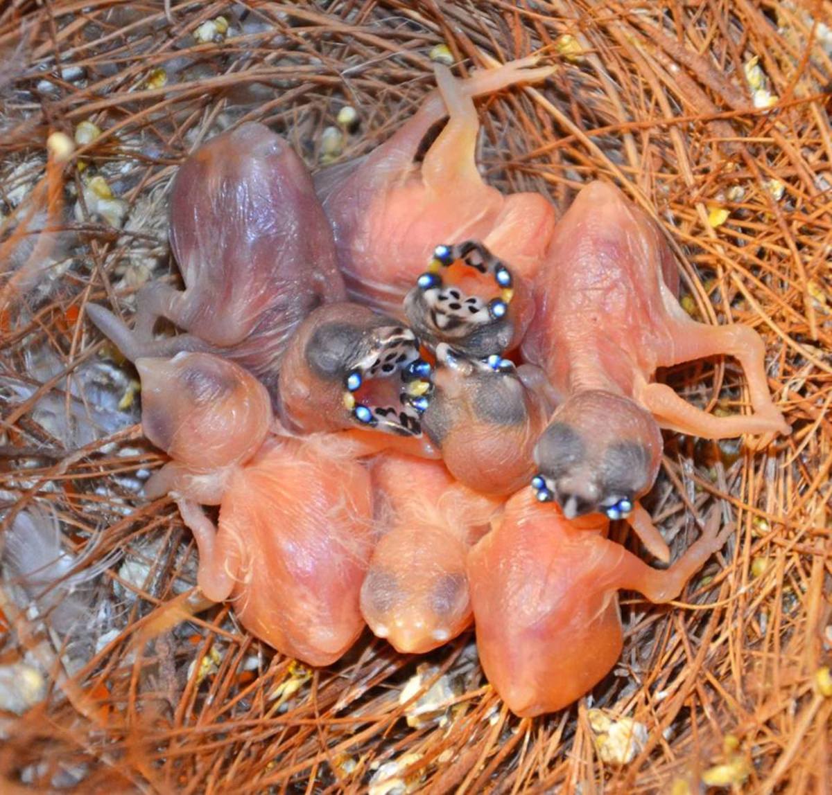 Newly-hatched Gouldian finch chicks.