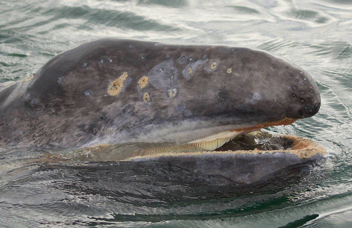 Gray Whale calf