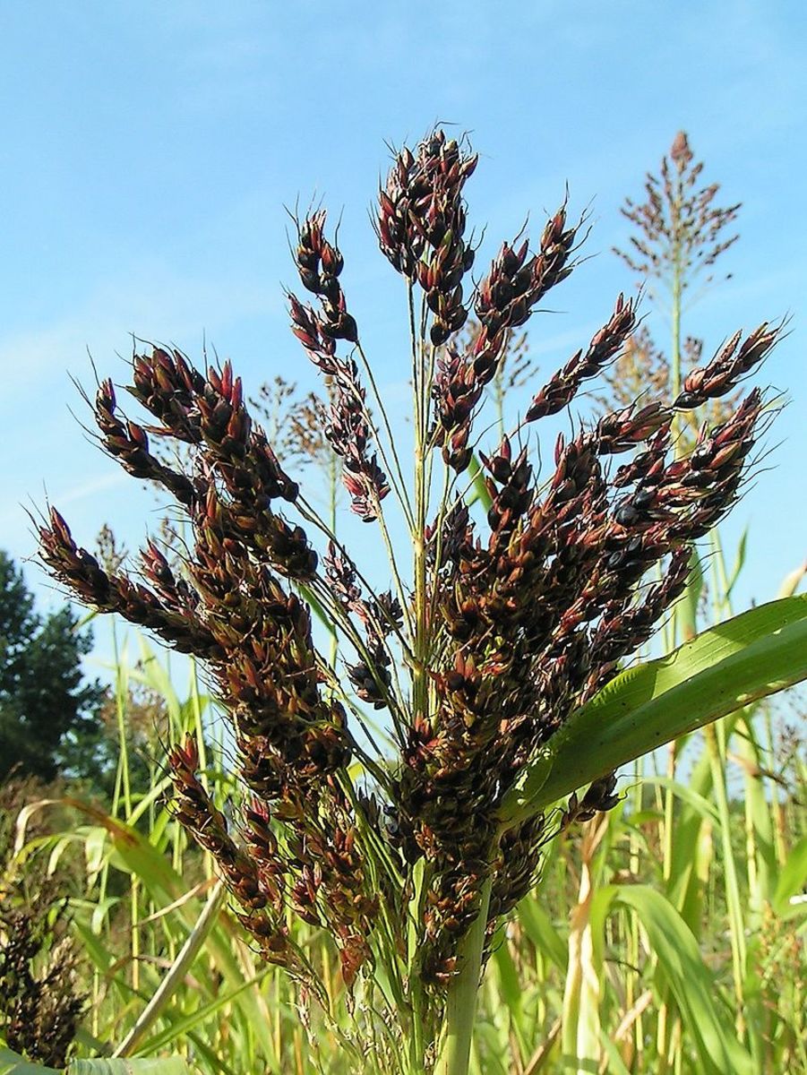 The primary lesson to be taken away from Red Sorghum is the sorghum itself