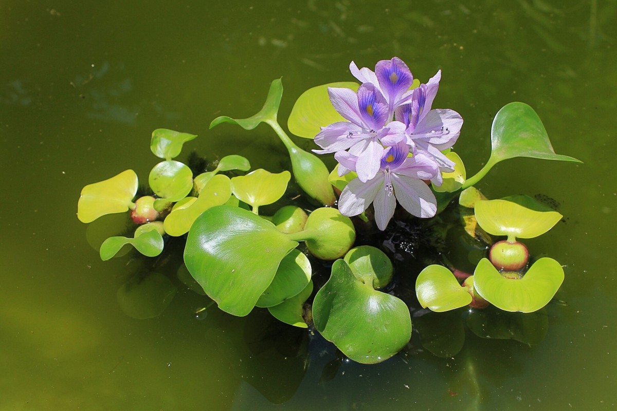 A water hyacinth plant with nodules