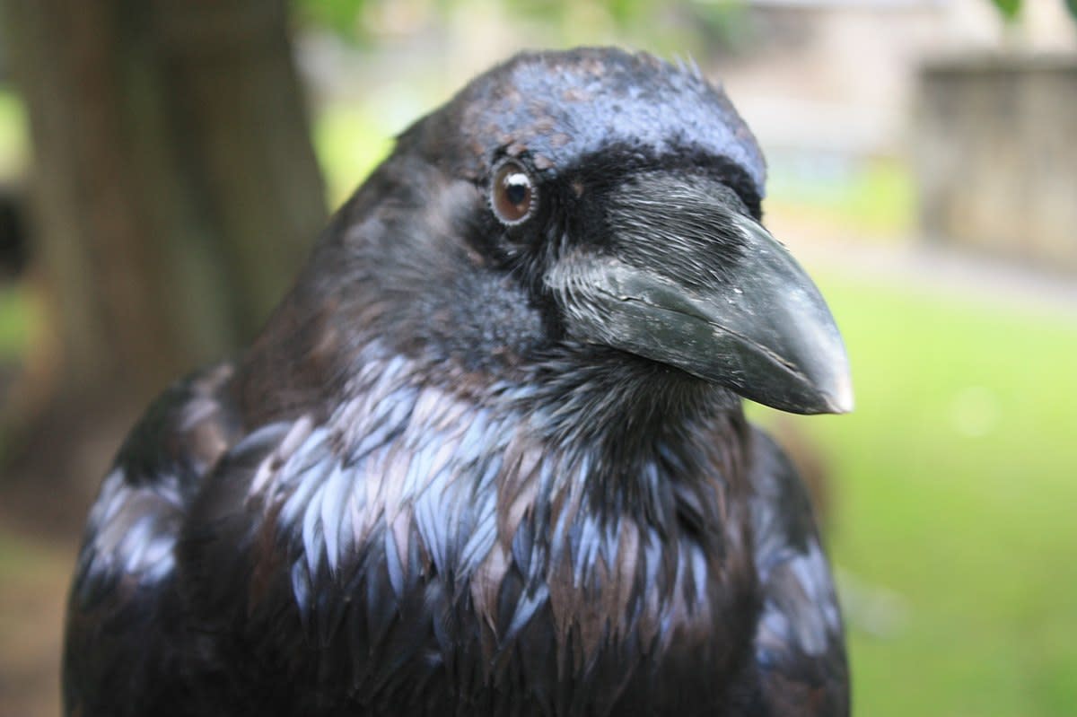 In Welsh folklore, sorcerers and witches were thought to be able to transform themselves into ravens 