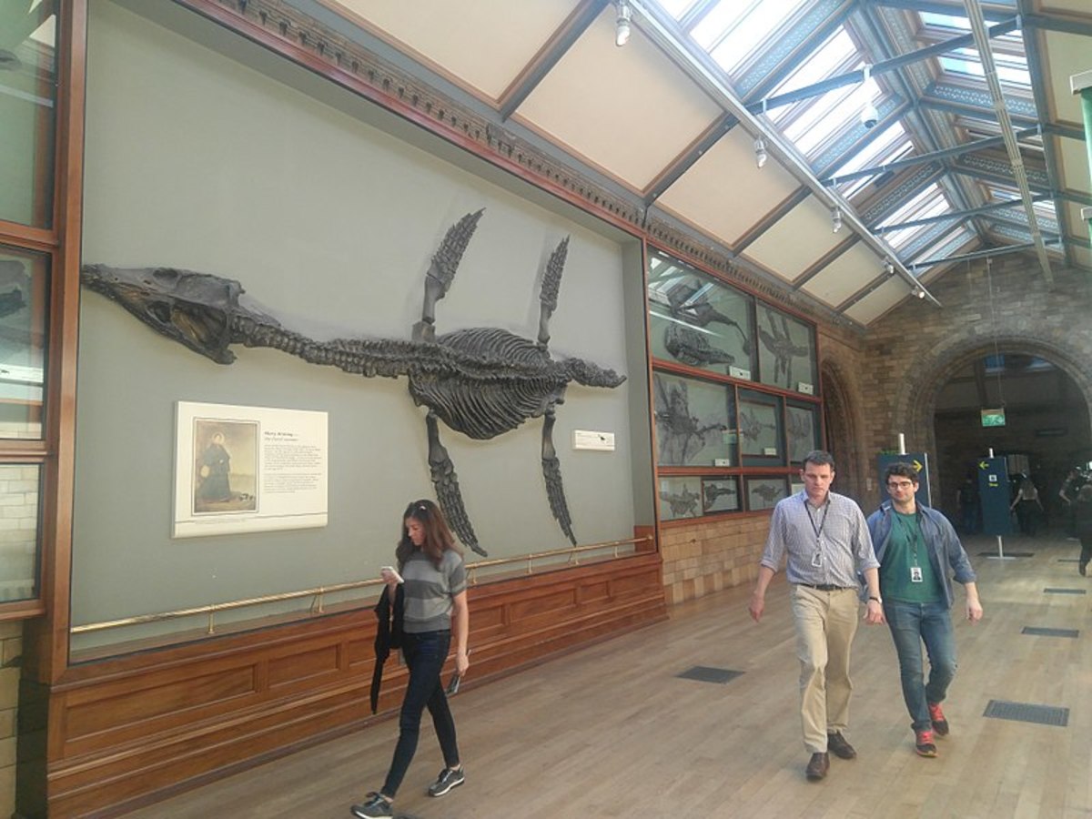 An Ichthyosaur skeleton at London's Natural History Museum.