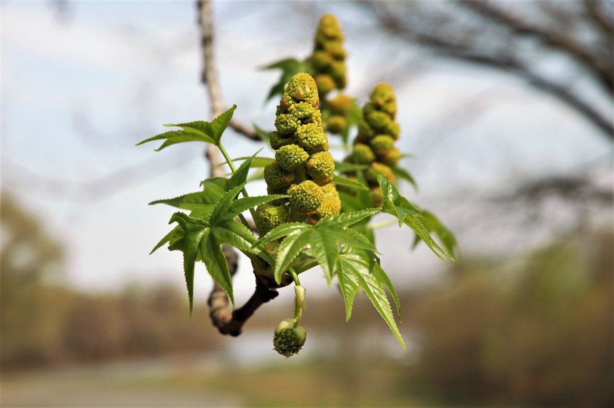 American sweet gum flowers; the male flowers are in the upright spike and the female ones in the hanging ball