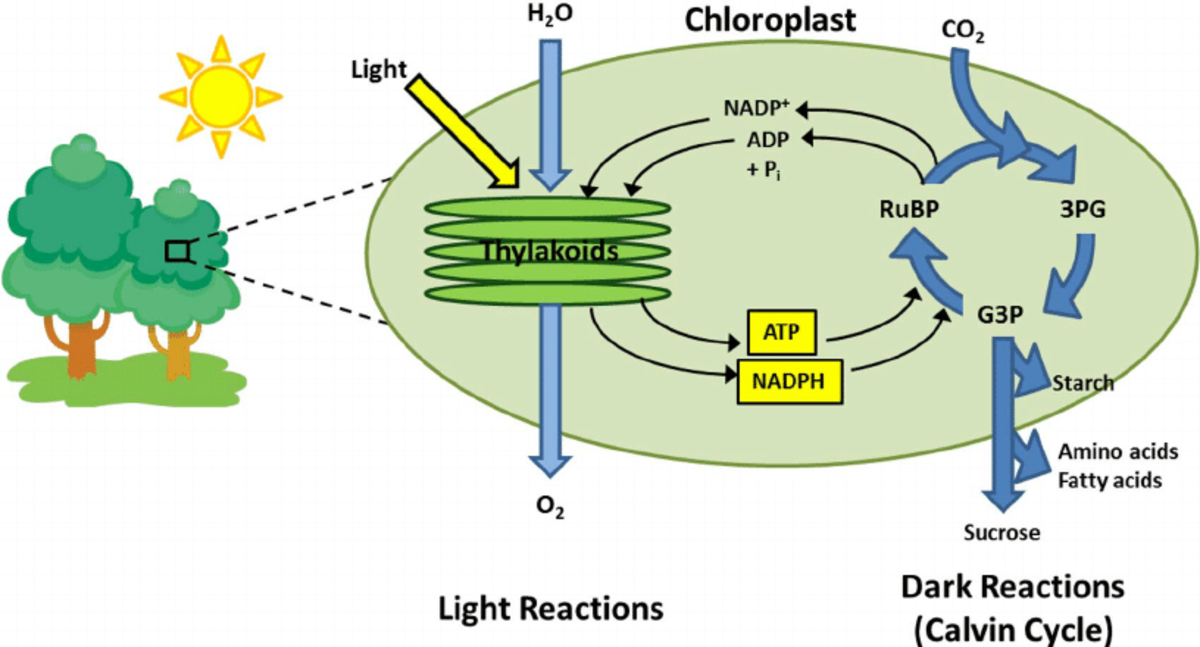 What Are the Quantum Mechanics of Photosynthesis? Owlcation
