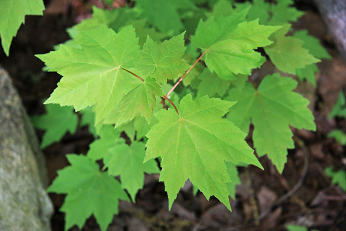 Leaves of the Red Maple Tree
