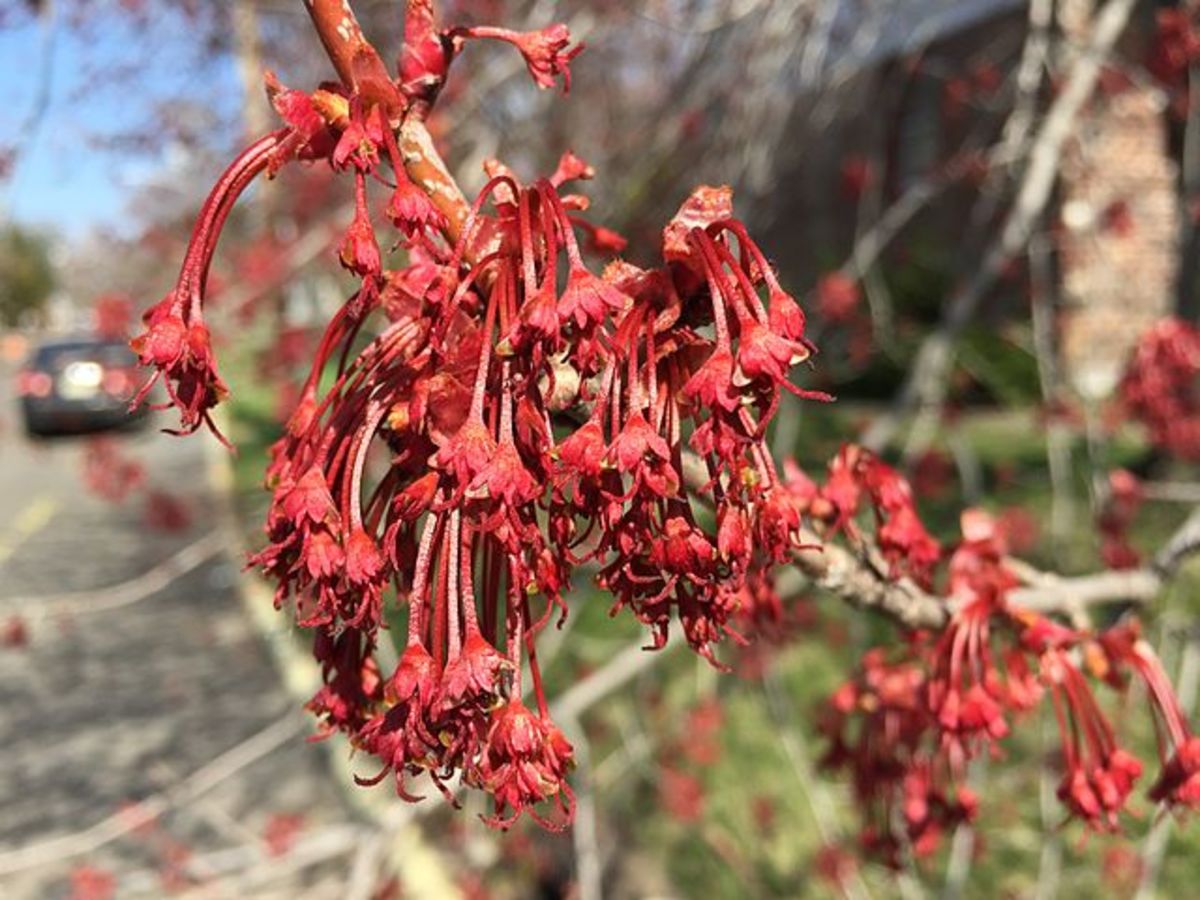 Red Maple-Female Flowers