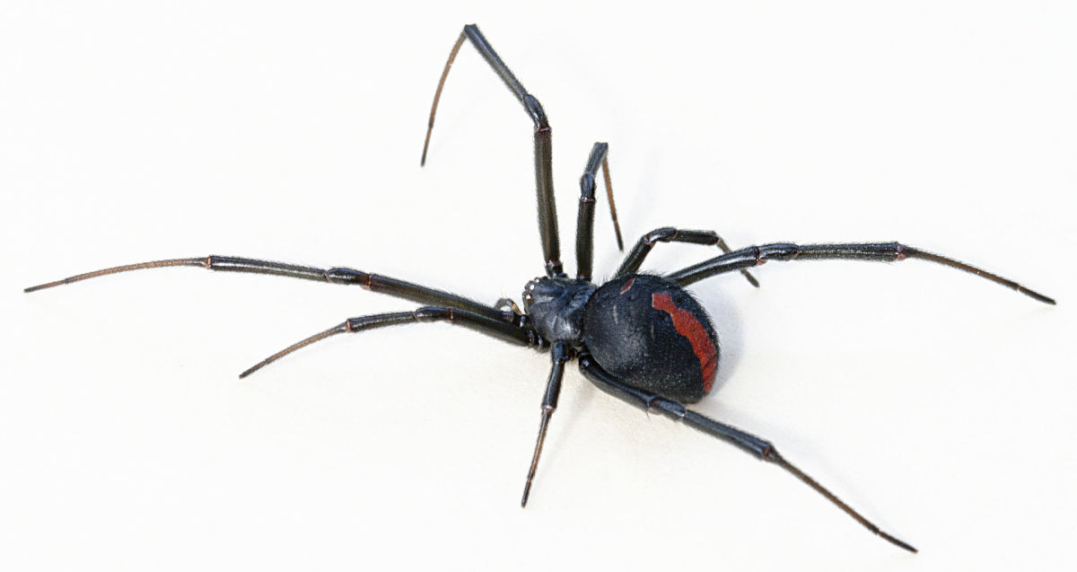 The deadly Redback Spider.