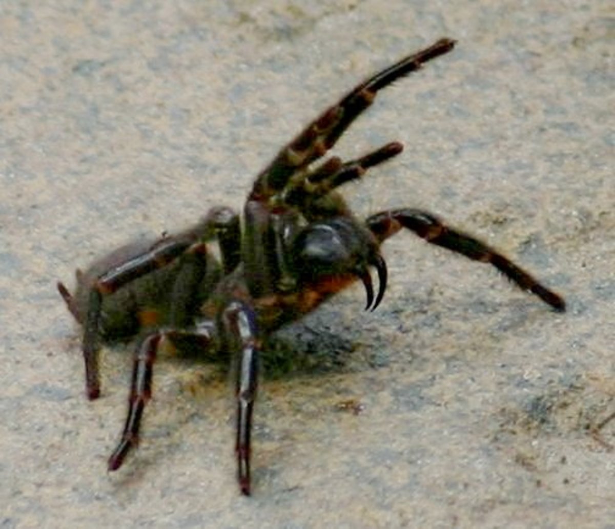 The dangerous Sydney Funnel-Web Spider.