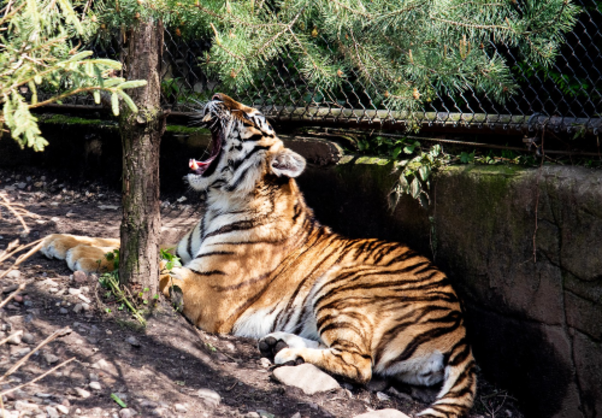 the-big-cats-series-the-siberian-tiger