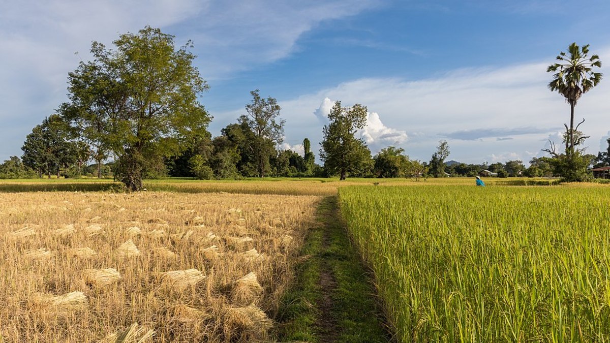 Rice field is an example of a man-made ecosystem.