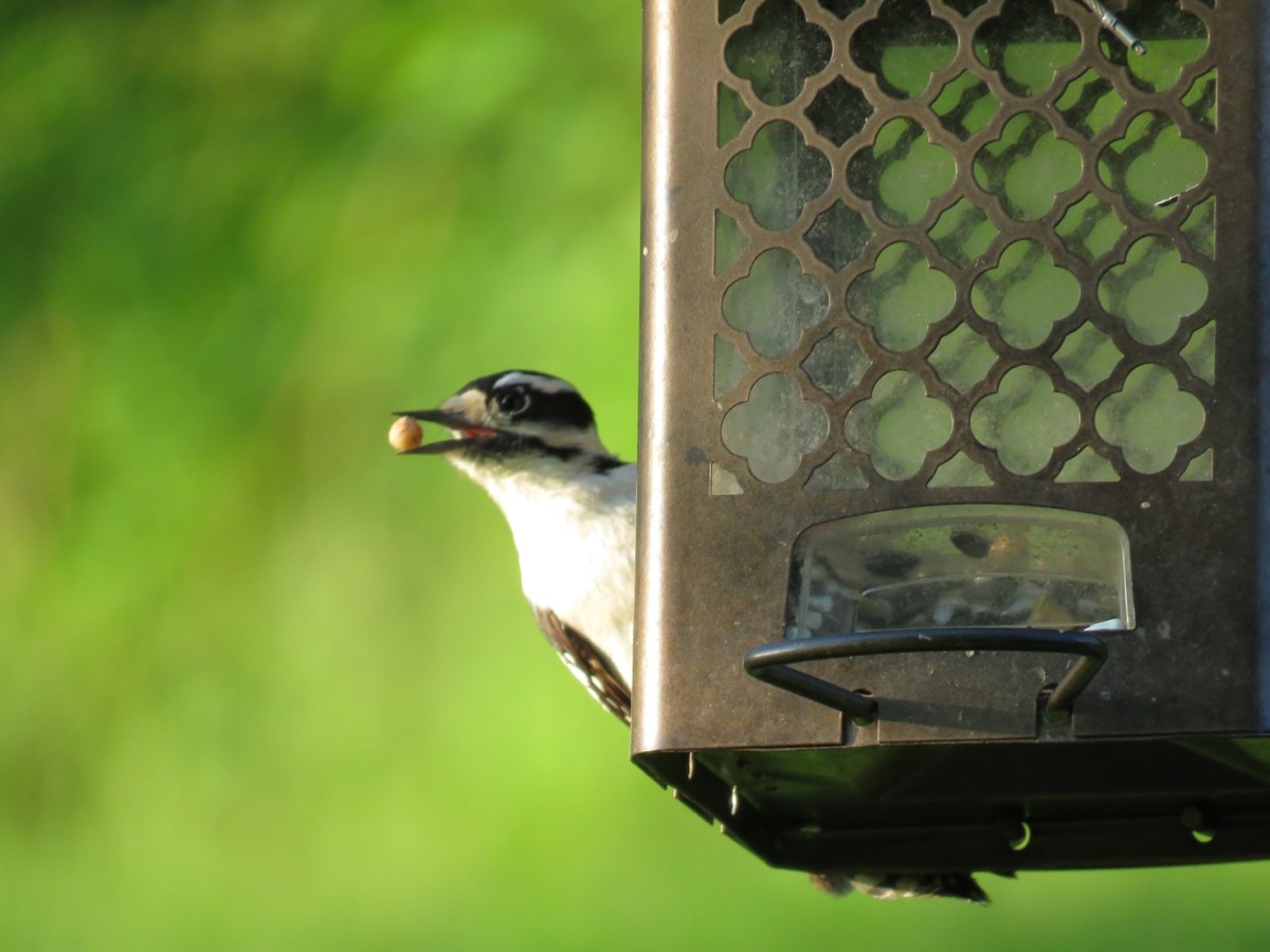 The Downy Woodpecker will come to your feeder for nuts as well as black-oil sunflower seeds and fruit. 