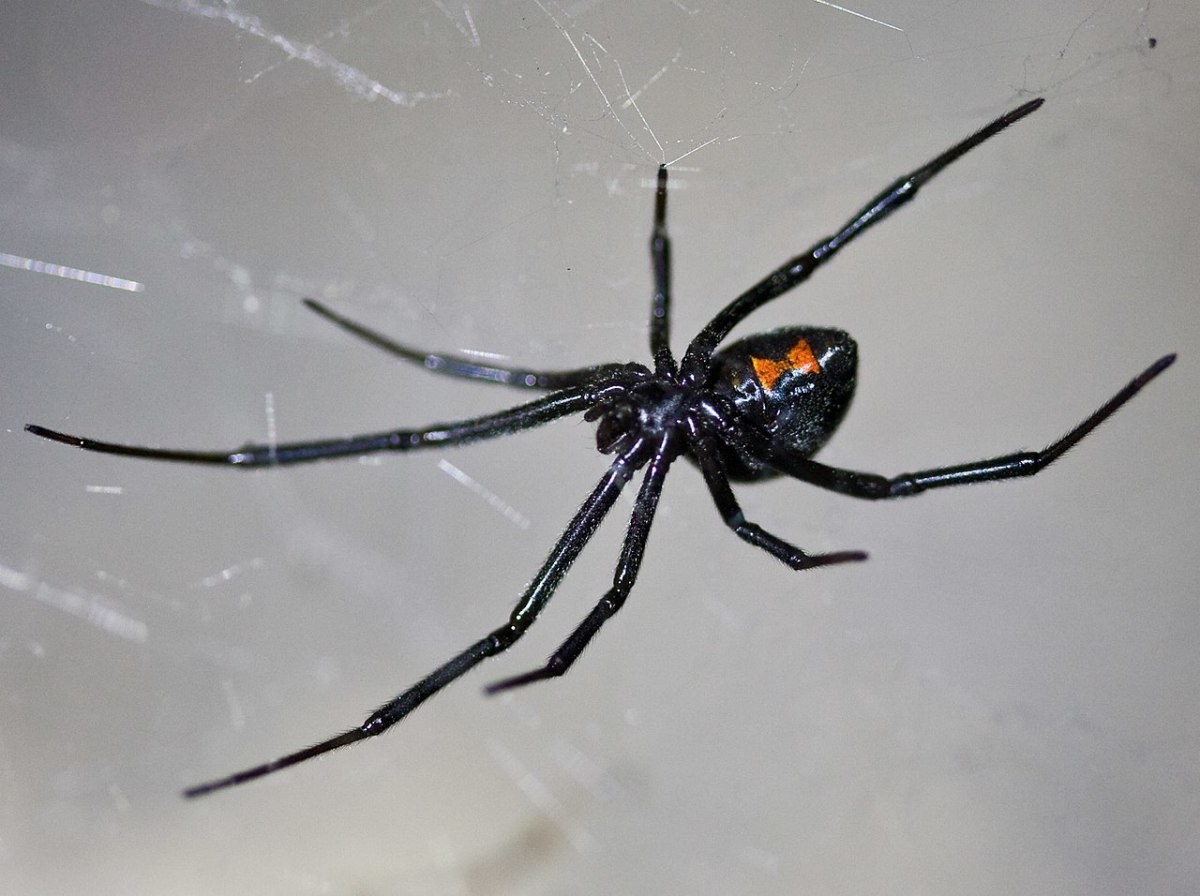 A Black Widow Spider preparing to ambush its prey.