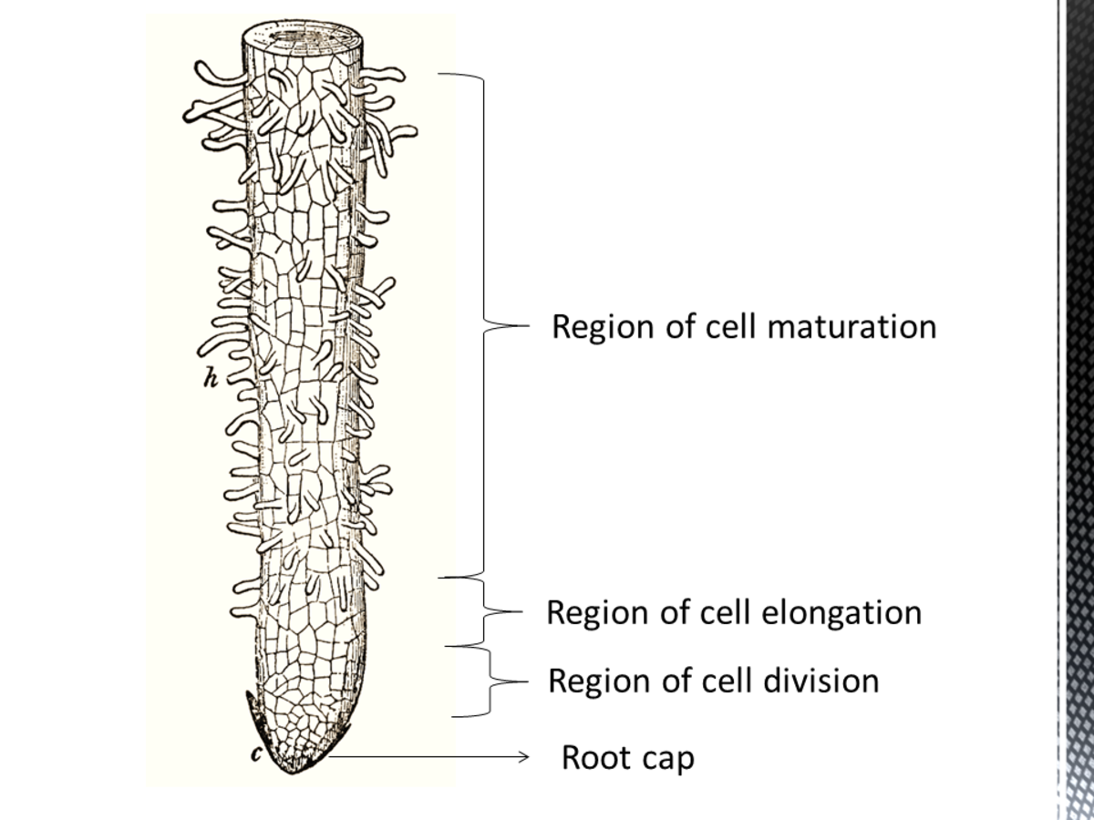 The structure of a root can be broken up by the roles performed in the plant's cellular growth process.