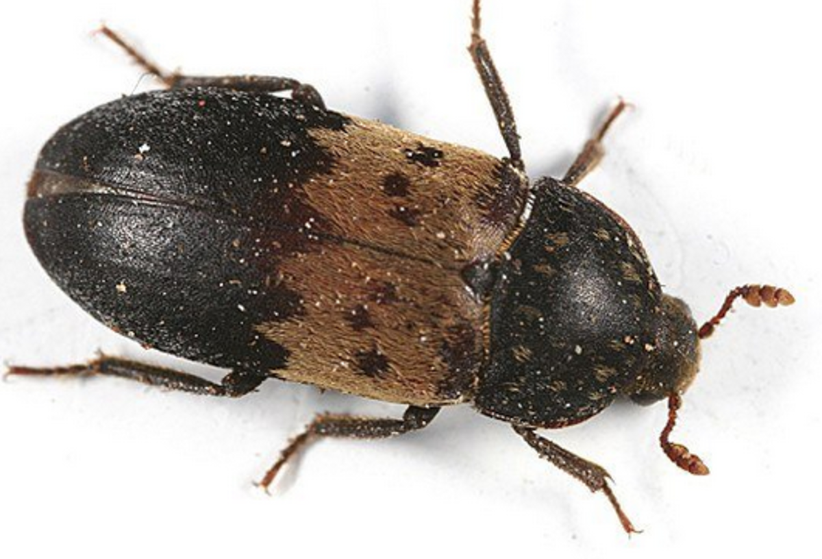 A Guide to Common Insects of Spring Owlcation