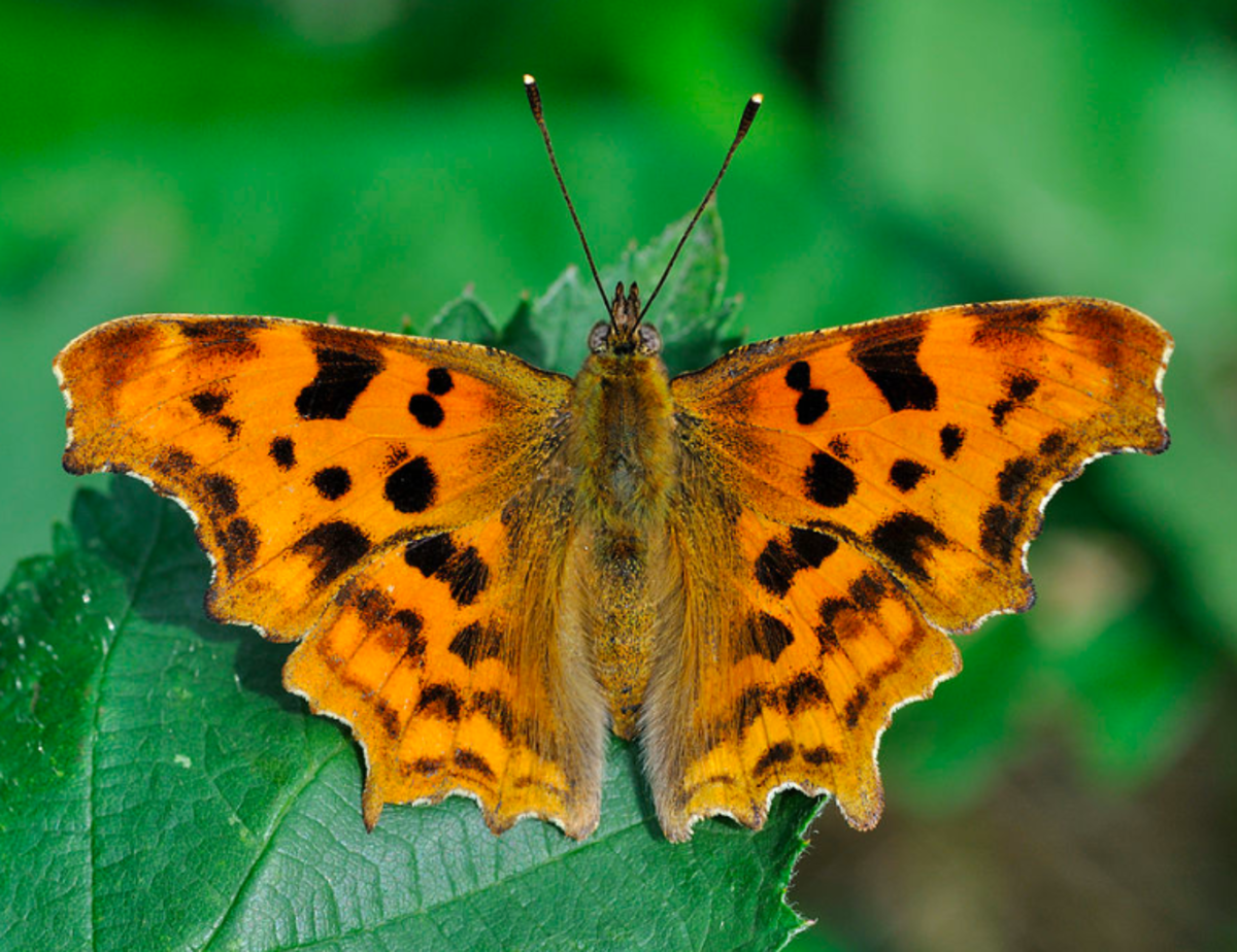 A Guide to Common Insects of Spring Owlcation