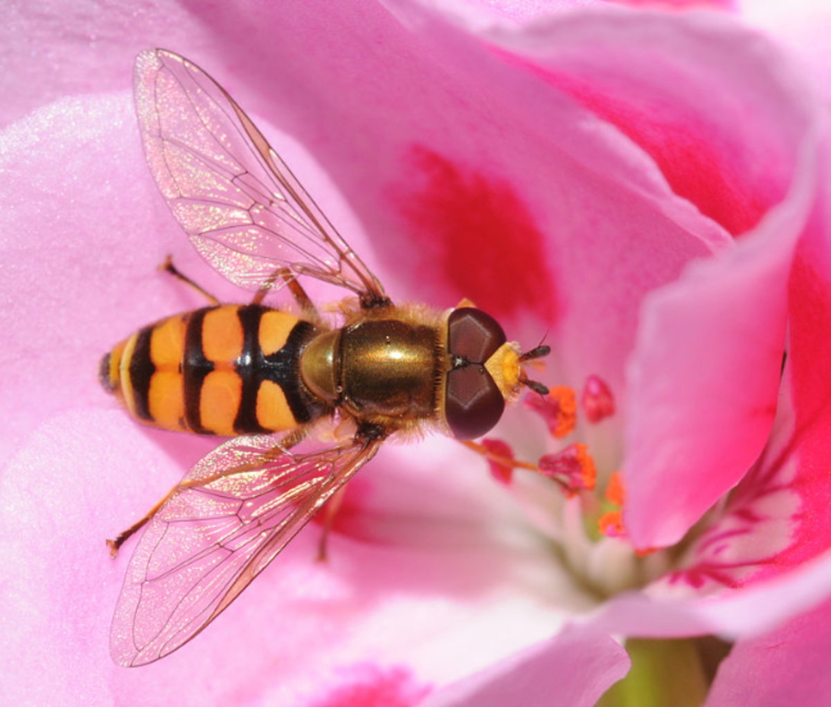 A stingless hoverfly, looking just like a bee