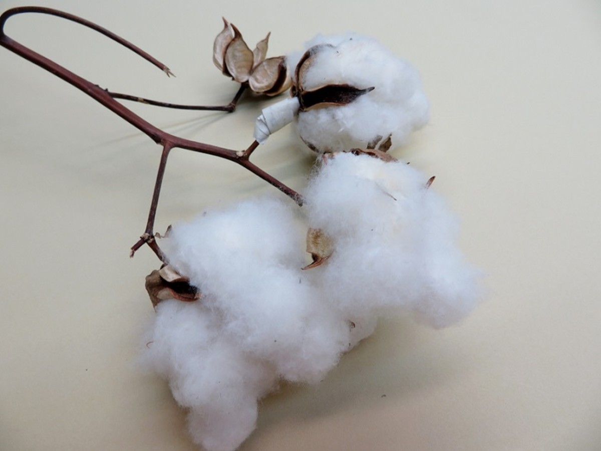 Raw cotton locks in a split open cotton boll with burs holding the cotton
