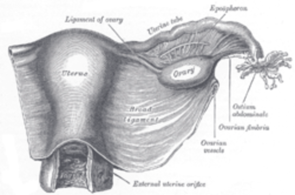 The broad ligament