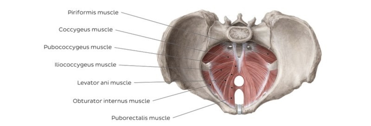 Muscles of the pelvic floor