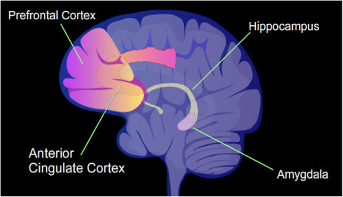 Humans have developed the neocortex, a part of the brain that deals with things such as reasoning, language, conscious thought, and sensory perception. 