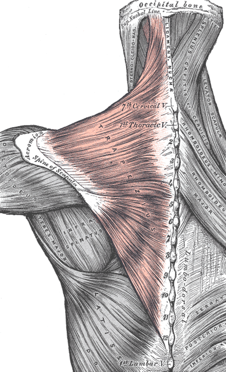 Anatomy of the Scapula - Owlcation