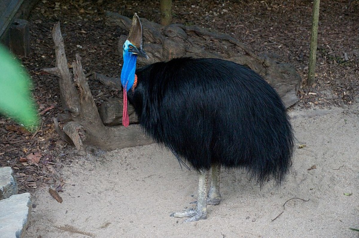 An Australian southern cassowary standing in an enclosure. 