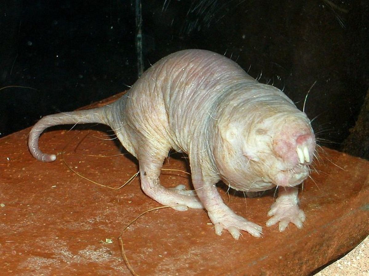 This naked mole rat resides in a German zoo. 