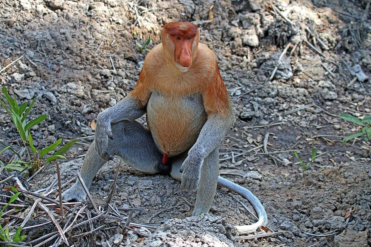 A proboscis monkey sits and surveys its surroundings. 