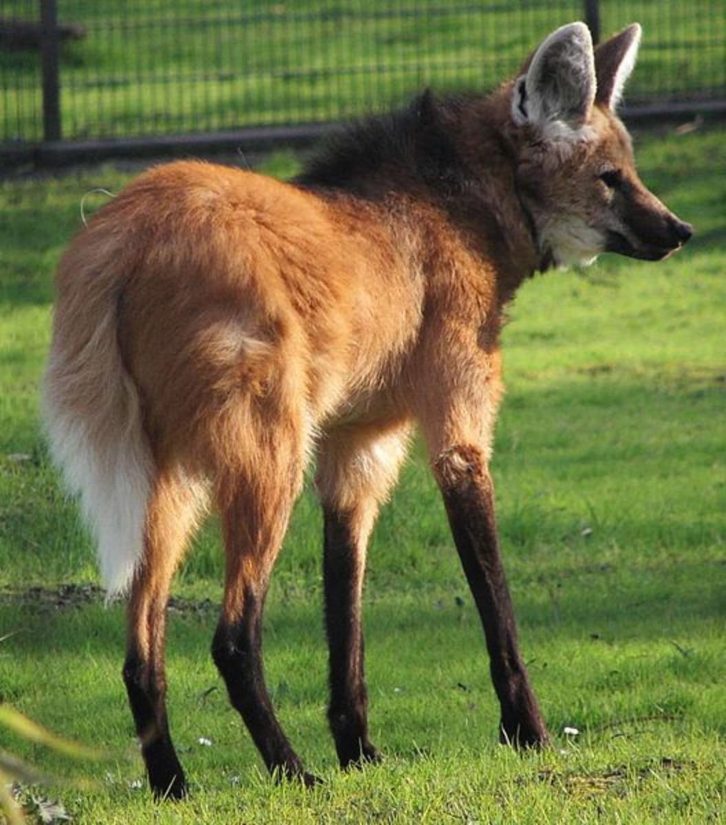 A maned wolf inside of a fences enclosure. 