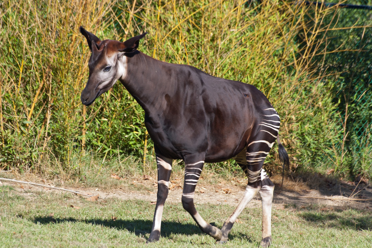 An okapi strolls along the edge of a field. 