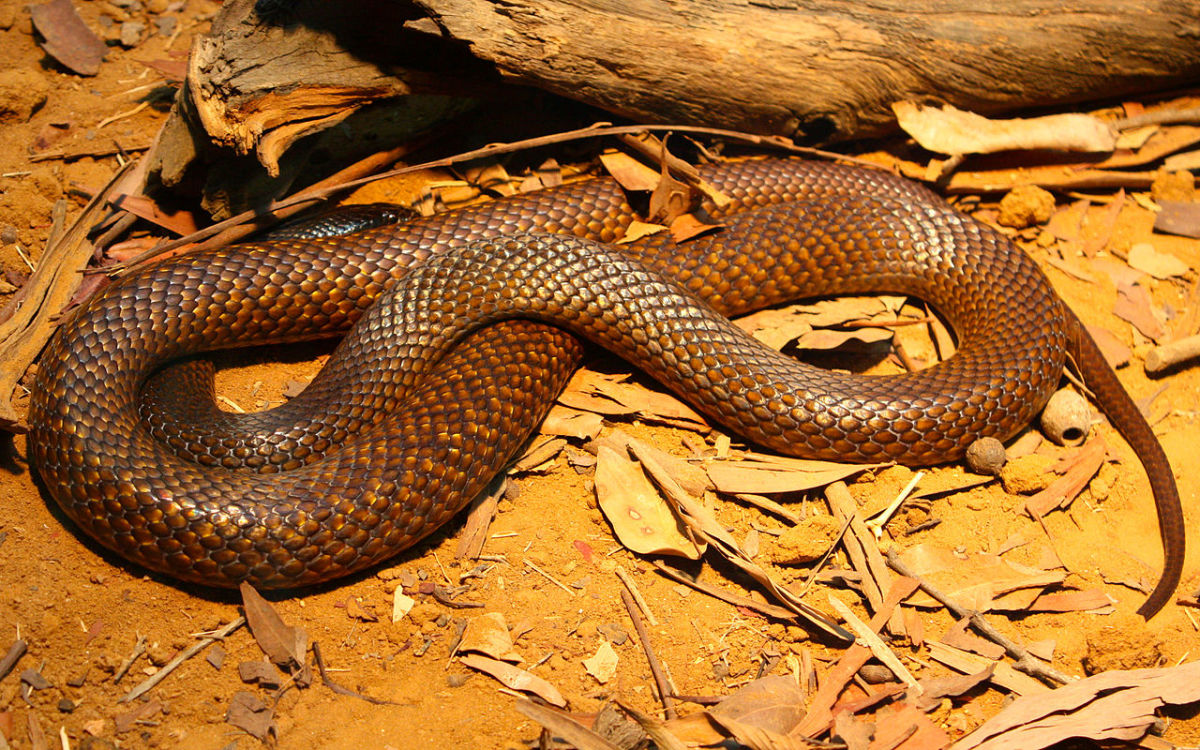 The Top 10 Most Venomous Snakes In Australia Owlcation