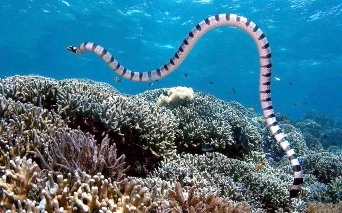 Pictured above is an underwater view of the Belcher's Sea Snake.