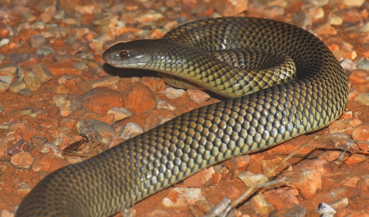 The Highly Venomous King Brown Snake