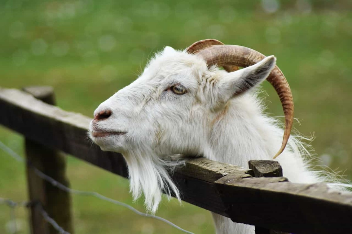 Why Do Goats Eyes Have Weird Rectangular Pupils? - Owlcation