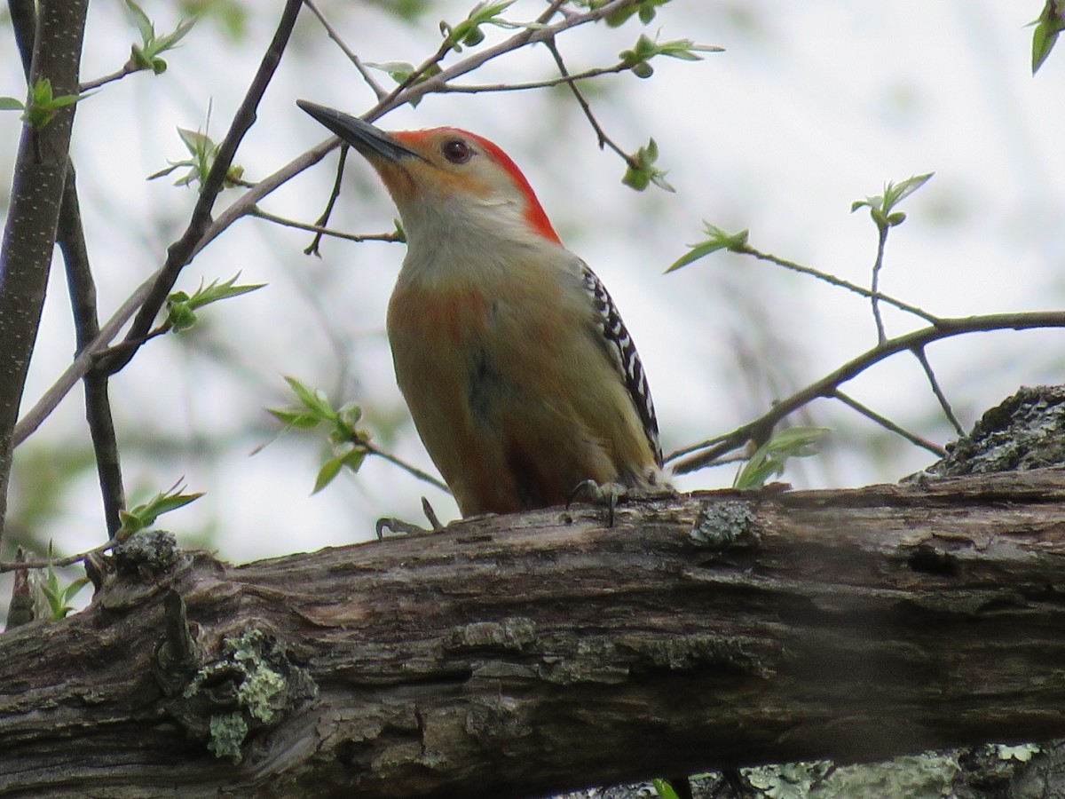 Getting started in birding and spotting interesting birds like this Red-bellied Woodpecker is easy for beginners. 
